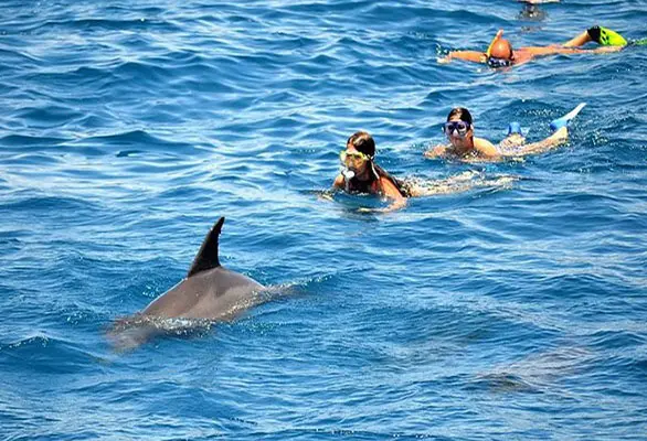 Snorkeling Trip At Satayh Dolphin Reef Marsa Alam